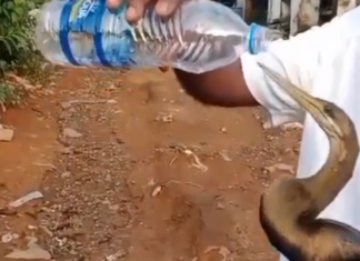 குலசேகரம்: அலகில் நூல் சிக்கி உயிருக்கு போராடிய பறவை