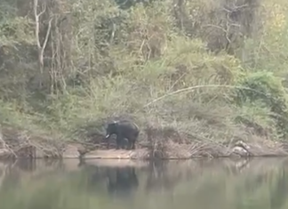 குமரி: கோதையாற்றில் வலம் வரும் ஒற்றை யானை