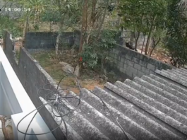 மார்த்தாண்டம்: நாயை கல்லால் அடித்து கால் உடைப்பு – வீடியோ