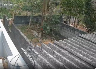 மார்த்தாண்டம்: நாயை கல்லால் அடித்து கால் உடைப்பு – வீடியோ