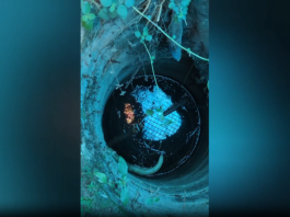 திற்பரப்பு: கோயில் கிணற்றில் உயிரிழந்து மிதக்கும் பாம்பு