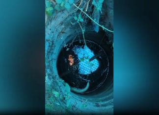 திற்பரப்பு: கோயில் கிணற்றில் உயிரிழந்து மிதக்கும் பாம்பு