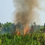 குளச்சல்: திடீர் தீ ; தென்னை வாழை மரங்கள் நாசம்