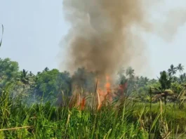 குளச்சல்: திடீர் தீ ; தென்னை வாழை மரங்கள் நாசம்