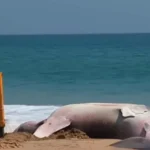 குளச்சல்: இறந்த நிலையில் திமிங்கலப் புள்ளி சுறா