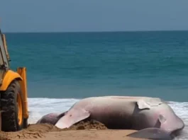 குளச்சல்: இறந்த நிலையில் திமிங்கலப் புள்ளி சுறா