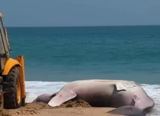 குளச்சல்: இறந்த நிலையில் திமிங்கலப் புள்ளி சுறா