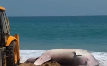 குளச்சல்: இறந்த நிலையில் திமிங்கலப் புள்ளி சுறா