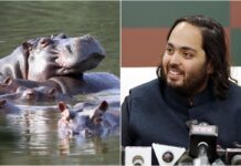 இனப்பெருக்க அதிகரிப்பால் 80 நீர்யானைகளை கொல்ல கொலம்பியா முடிவு – ‘வன்தாரா’வுக்கு அனுப்ப ஆனந்த் அம்பானி வேண்டுகோள்