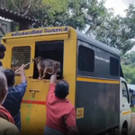 குமரியில்: தெரு நாய்களை பிடித்த பேருராட்சி பணியாளர்கள்