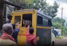குமரியில்: தெரு நாய்களை பிடித்த பேருராட்சி பணியாளர்கள்