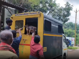 குமரியில்: தெரு நாய்களை பிடித்த பேருராட்சி பணியாளர்கள்