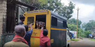 குமரியில்: தெரு நாய்களை பிடித்த பேருராட்சி பணியாளர்கள்