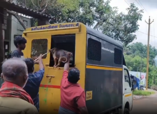 குமரியில்: தெரு நாய்களை பிடித்த பேருராட்சி பணியாளர்கள்