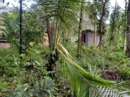 கன்னியாகுமரியில் காட்டுயானை கிராமத்தில் புகுந்து அட்டகாசம்!