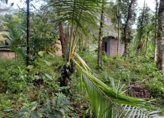 கன்னியாகுமரியில் காட்டுயானை கிராமத்தில் புகுந்து அட்டகாசம்!