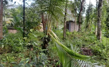 கன்னியாகுமரியில் காட்டுயானை கிராமத்தில் புகுந்து அட்டகாசம்!