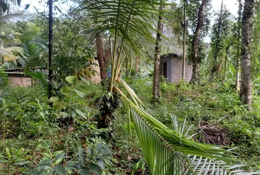 கன்னியாகுமரியில் காட்டுயானை கிராமத்தில் புகுந்து அட்டகாசம்!