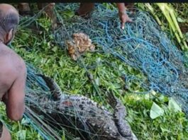 குமரி மாவட்டம் கடையல் பகுதியில் கடந்த பல மாதங்களாக பொதுமக்களை அச்சுறுத்தி வந்த முதலை