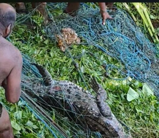 குமரி மாவட்டம் கடையல் பகுதியில் கடந்த பல மாதங்களாக பொதுமக்களை அச்சுறுத்தி வந்த முதலை
