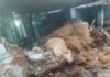 ஆரல்வாய்மொழியில் தொடர் மழை: மாட்டுக் கொட்டகை சுவர் இடிந்து பசுமாடு பலி ஆரல்வாய்மொழி கிறிஸ்து நகர் பகுதியில் தொடர் மழையால் மாட்டுக் கொட்டகை சுவர் இடிந்து பசுமாடு உயிரிழப்பு