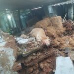 ஆரல்வாய்மொழியில் தொடர் மழை: மாட்டுக் கொட்டகை சுவர் இடிந்து பசுமாடு பலி ஆரல்வாய்மொழி கிறிஸ்து நகர் பகுதியில் தொடர் மழையால் மாட்டுக் கொட்டகை சுவர் இடிந்து பசுமாடு உயிரிழப்பு