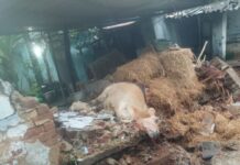 ஆரல்வாய்மொழியில் தொடர் மழை: மாட்டுக் கொட்டகை சுவர் இடிந்து பசுமாடு பலி ஆரல்வாய்மொழி கிறிஸ்து நகர் பகுதியில் தொடர் மழையால் மாட்டுக் கொட்டகை சுவர் இடிந்து பசுமாடு உயிரிழப்பு