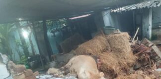 ஆரல்வாய்மொழியில் தொடர் மழை: மாட்டுக் கொட்டகை சுவர் இடிந்து பசுமாடு பலி ஆரல்வாய்மொழி கிறிஸ்து நகர் பகுதியில் தொடர் மழையால் மாட்டுக் கொட்டகை சுவர் இடிந்து பசுமாடு உயிரிழப்பு