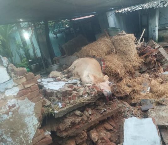 ஆரல்வாய்மொழியில் தொடர் மழை: மாட்டுக் கொட்டகை சுவர் இடிந்து பசுமாடு பலி ஆரல்வாய்மொழி கிறிஸ்து நகர் பகுதியில் தொடர் மழையால் மாட்டுக் கொட்டகை சுவர் இடிந்து பசுமாடு உயிரிழப்பு