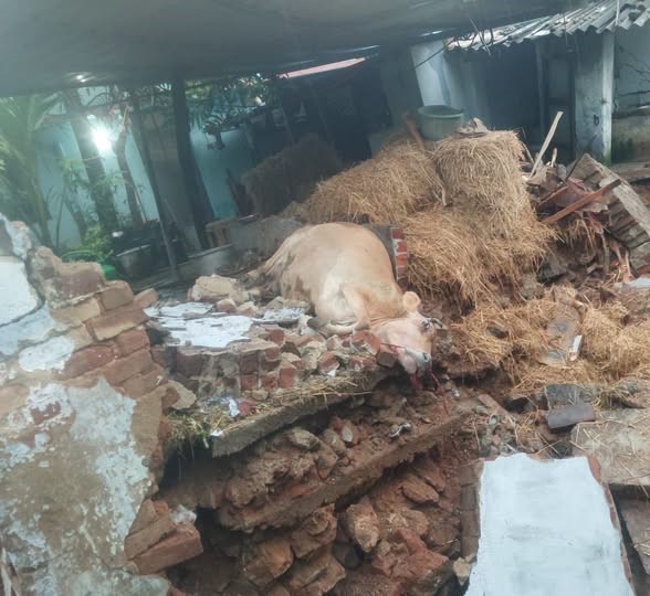 ஆரல்வாய்மொழியில் தொடர் மழை: மாட்டுக் கொட்டகை சுவர் இடிந்து பசுமாடு பலி | Kumari News ஆரல்வாய்மொழி கிறிஸ்து நகர் பகுதியில் தொடர் மழையால் மாட்டுக் கொட்டகை சுவர் இடிந்து பசுமாடு உயிரிழப்பு