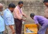 நாகர்கோவிலில் 25 கிலோ அழுகிய மீன்கள் பறிமுதல் செய்து அழிப்பு! நாகர்கோவில் இருளப்பபுரம் மற்றும் சரலூர் மீன் சந்தைகளில் உணவு பாதுகாப்புத்துறை, மீன்வளத்துறை மற்றும் கோட்டார் போலீசார் இணைந்து நடத்திய திடீர் சோதனை