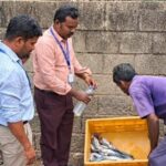 நாகர்கோவிலில் 25 கிலோ அழுகிய மீன்கள் பறிமுதல் செய்து அழிப்பு! நாகர்கோவில் இருளப்பபுரம் மற்றும் சரலூர் மீன் சந்தைகளில் உணவு பாதுகாப்புத்துறை, மீன்வளத்துறை மற்றும் கோட்டார் போலீசார் இணைந்து நடத்திய திடீர் சோதனை