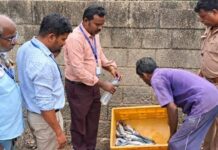 நாகர்கோவிலில் 25 கிலோ அழுகிய மீன்கள் பறிமுதல் செய்து அழிப்பு! நாகர்கோவில் இருளப்பபுரம் மற்றும் சரலூர் மீன் சந்தைகளில் உணவு பாதுகாப்புத்துறை, மீன்வளத்துறை மற்றும் கோட்டார் போலீசார் இணைந்து நடத்திய திடீர் சோதனை