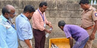 நாகர்கோவிலில் 25 கிலோ அழுகிய மீன்கள் பறிமுதல் செய்து அழிப்பு! நாகர்கோவில் இருளப்பபுரம் மற்றும் சரலூர் மீன் சந்தைகளில் உணவு பாதுகாப்புத்துறை, மீன்வளத்துறை மற்றும் கோட்டார் போலீசார் இணைந்து நடத்திய திடீர் சோதனை
