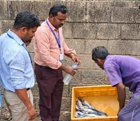 நாகர்கோவிலில் 25 கிலோ அழுகிய மீன்கள் பறிமுதல் செய்து அழிப்பு! நாகர்கோவில் இருளப்பபுரம் மற்றும் சரலூர் மீன் சந்தைகளில் உணவு பாதுகாப்புத்துறை, மீன்வளத்துறை மற்றும் கோட்டார் போலீசார் இணைந்து நடத்திய திடீர் சோதனை
